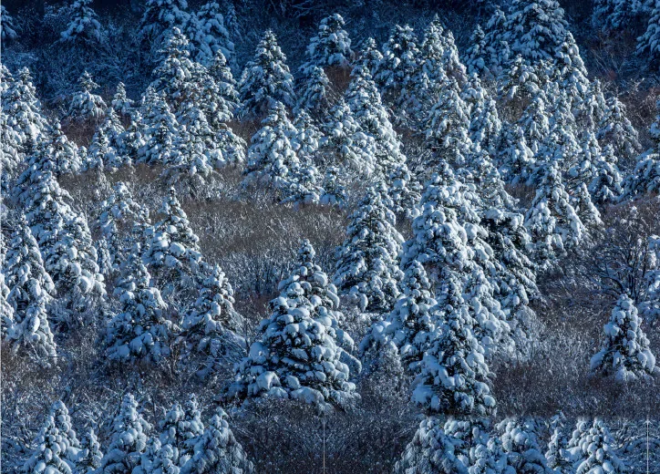 雪をまとった樹林